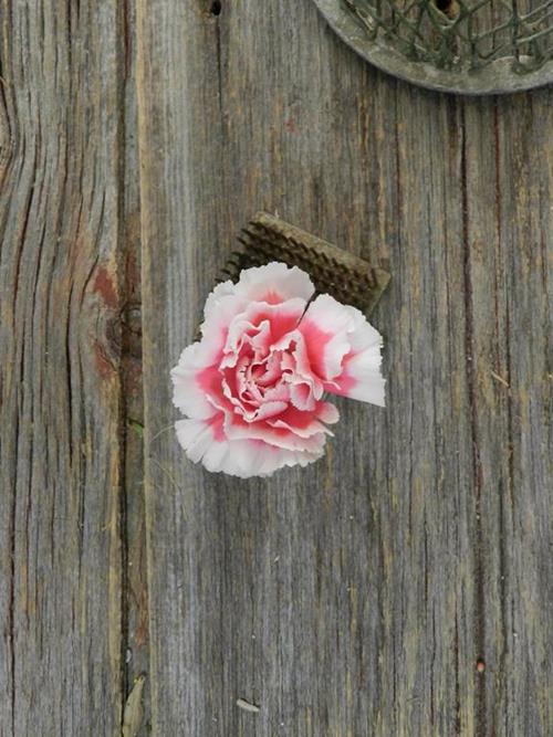 Bolero Bi-Color White/Pink Mini Carnations
